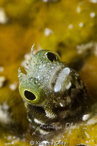 Secretary Blenny 1/250 f/25 by Ximena Olds 